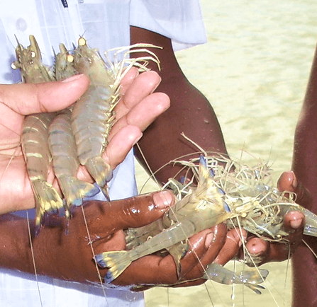 Prawns in hands
