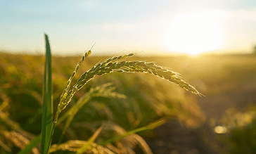 Agriculture Crop Nutrition