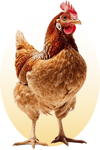 Healthy Chicken